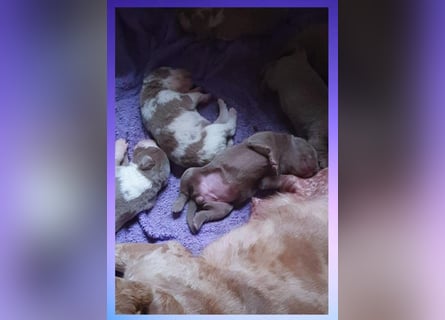 Labrador Aussiedor Welpen aus liebevoller Zucht