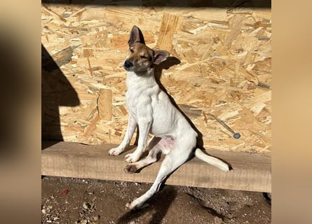 ❤️ lebenslustige kleine ROXY - 3 Jahre, 38cm/8kg - Jack Russell-Mix