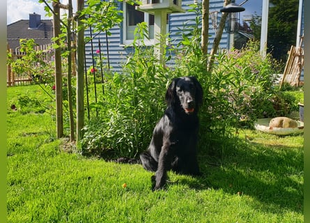 C - Wurf Flat Coated Retriever 2025