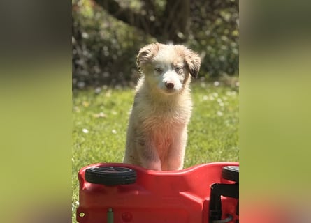 Tolle Australian Shepherd Welpen suchen Ihre Herzenfank