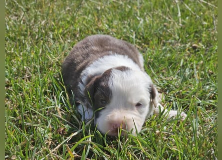 Border Collie Welpen