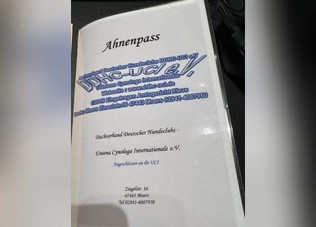 NEUE Welpen sind da.. die reinrassigen Dogo Argentinos mit Ahnenpass