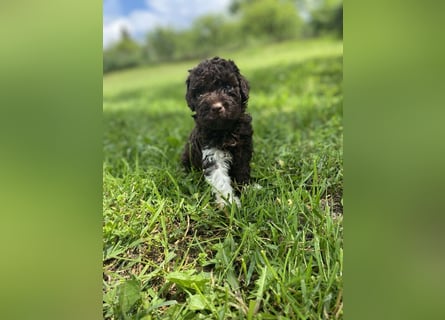 Lagotto Romagnolo, Welpen von ausgezeichneter Qualität