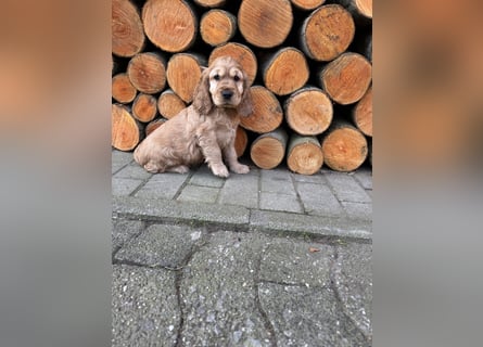 englische Cocker, Spaniel Welpen