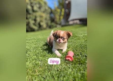 Chihuahua Welpen
