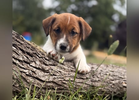 Jack Russel Terrier Welpen mit Stammbaum