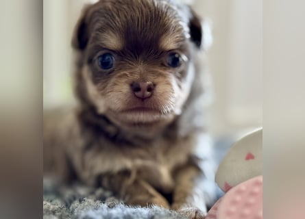 Wir haben aktuell Welpen. 2 Chihuahua Mädels