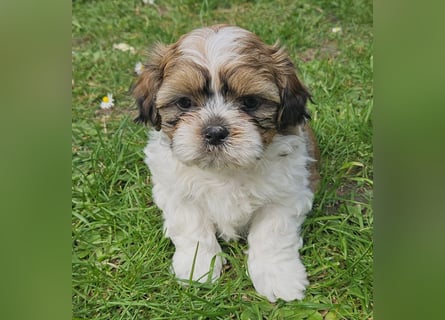 Reinrassige Shih Tzu  Welpen suchen ab 07.05. ein neues zu Hause