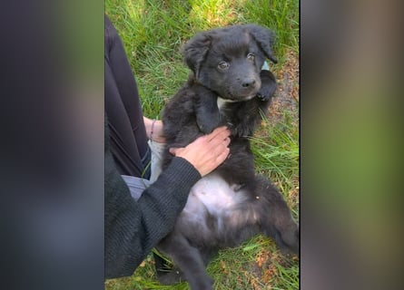 Auszug..Aussiedor F1 Familien und Therapiehund Labrador x Australien Shepherd