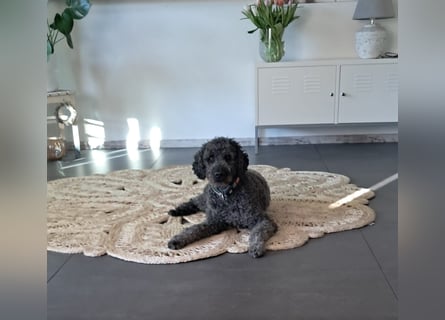 Labradoodle Welpen