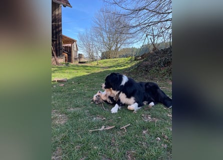 Australian Shepherd Welpen