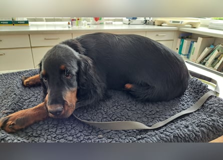 Gordon Setter Mädchen Sheila und Scarlett suchen nette Kuschelpartner