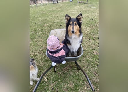 Lang- und Kurzhaar- Collie- Welpen