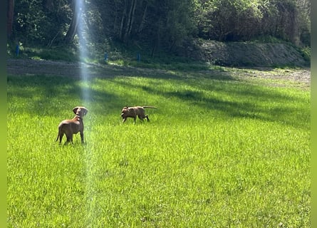 Magyar Vizsla Welpen in Erwartung