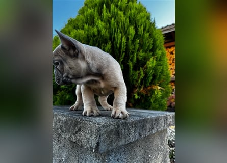 2 wunderschöne Welpen -Blue(grau) und fawn -Mädels