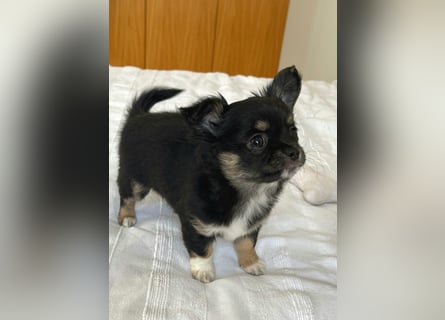 Fröhliche Chihuahua-Hùndin