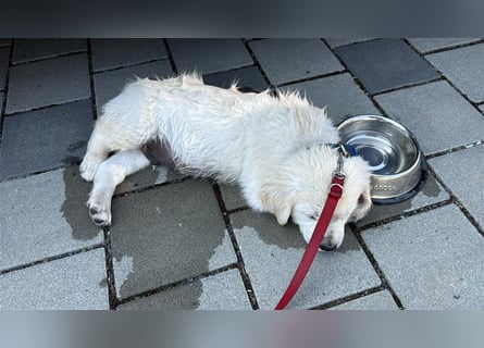 Wesensfeste leinenführige Golden Retriever Welpen mit Stammbaum