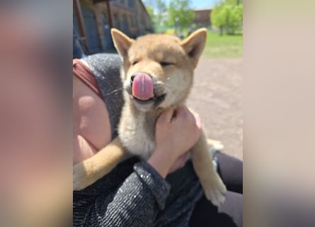 Shiba inu Welpen.   vom Haus Joe   ,Liebhaberzucht