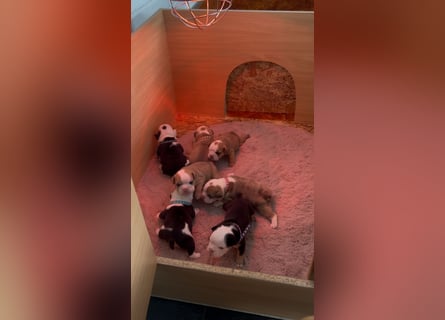 Englische Bulldoggen Welpen– 7 süße Mädels suchen bald ein Zuhause!