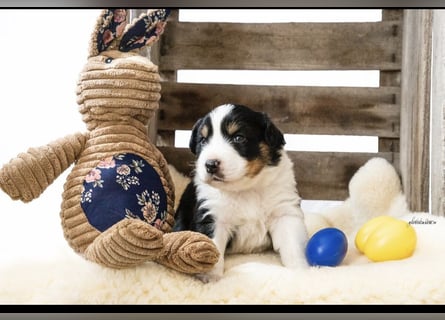 Zuckersüße kleine  Australian Shepherd Babys