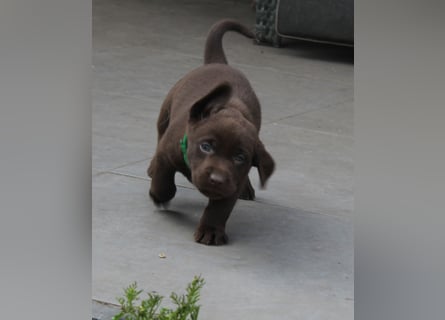 LABRADOR WELPEN Reinrassig mit Ahnentafel - GRAU und BRAUN - Beste Familienzucht