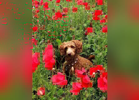 Kleinpudel Zwergpudel in rot red, vererbt auch tan bzw. loh