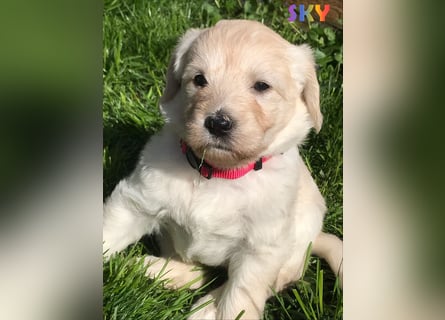 Goldendoodle & Labradoodle Labrador+Golden+Retriever+Pudel Welpen