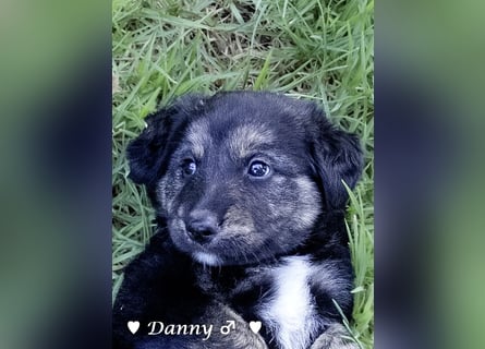 Danny,Debbie, Diddie, Donald und Devito suchen ein Zuhause