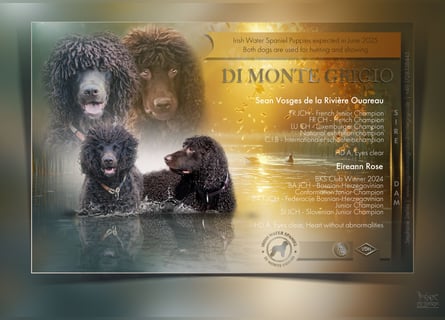 Irish Water Spaniel Welpen / Nichthaarend / FCI - VDH Zucht