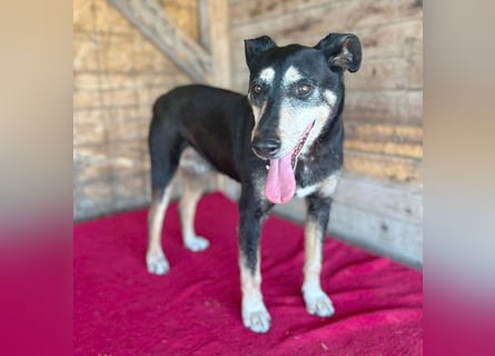 JANOSCH - traurige Geschichte - 13 Jahre, 45cm/15kg - Mischling