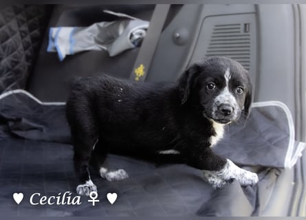 Cecilia, Cindy und Carla suchen ab Mitte Juli ein Zuhause