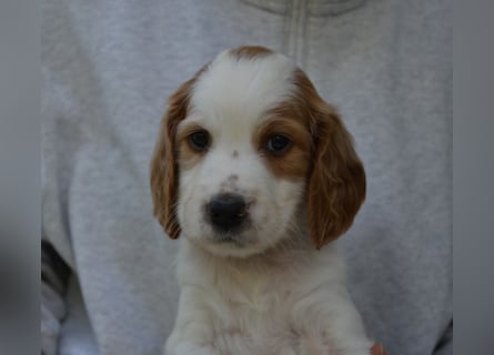 Arwen – Irish Red and White Setter Hündin sucht ihr Herzenszuhause