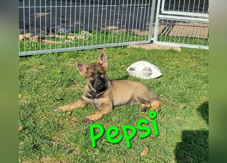 Reinrassige Schäferhund Welpen mit SV Papieren