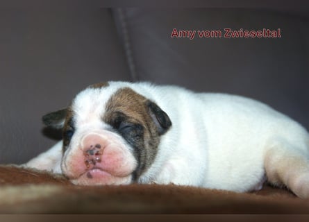 Continental Bulldogs vom Zwieseltal