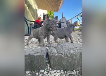 Französische Bulldoggen Welpen