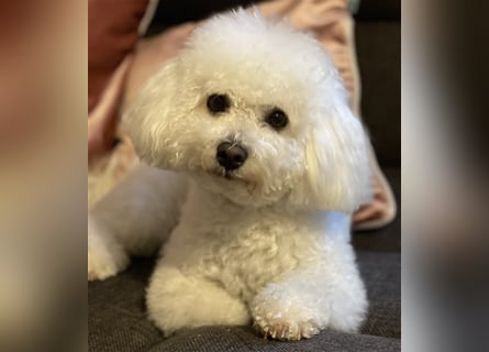 Bichon Frisé