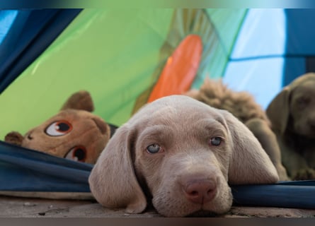 Weimaraner-Mix Welpen aus liebevoller Verpaarung – 12 kleine Wunder suchen ihr Zuhause