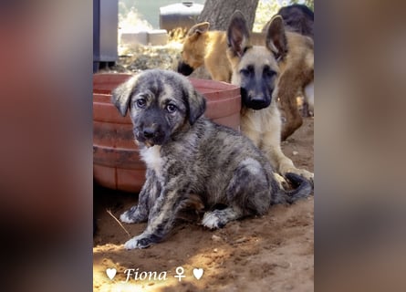 Fiona und Fineas suchen ab Anfang August ein Zuhause