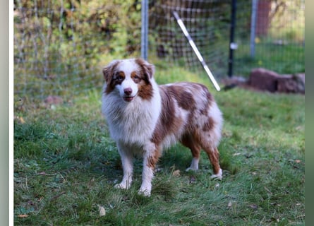 Mini/Miniature Australian Shepherd Welpen mit Papiere