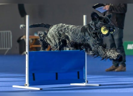 Riesenschnauzer Schwarz