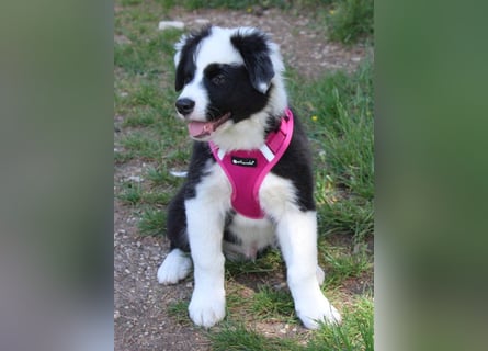 Australian Shepherd Welpe (reinrassig)