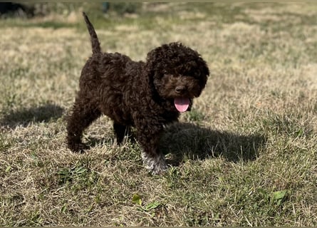 Lagotto Romagnolo – Hochwertige Welpen aus der registrierten Zuchtstätte King of the Truffles