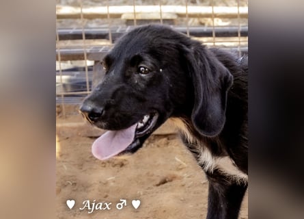 Timmy, Adam und Ajax suchen ein Zuhause