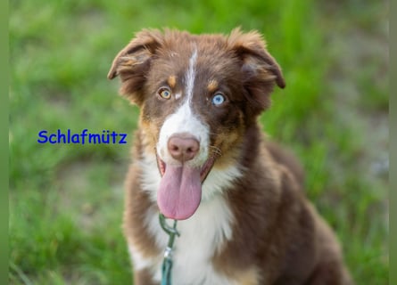 Australian Shepherd Welpen Rüden, ASCA