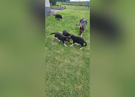 Schäferhund Welpen