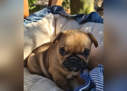 Vergnügte Frops Kinder  (Französische Bulldogge + Mops )