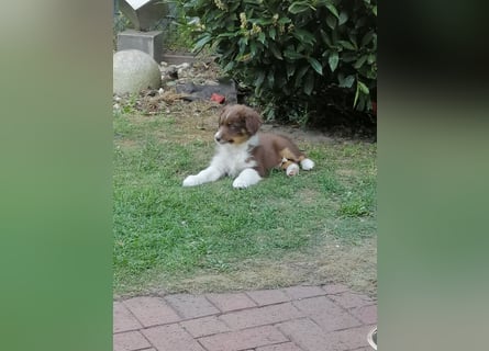 8 Australian Sheperd Welpen