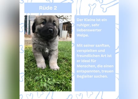 Süße Sarplaninac Welpen (Hirtenschutzhund/Schäferhund) suchen neues Zuhause. Noch 2 Welpen verfügbar