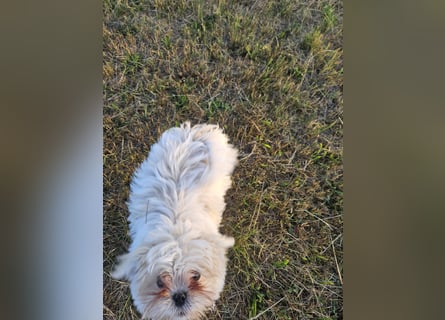 Shih Tzu Mix Welpen vom 18.03.25