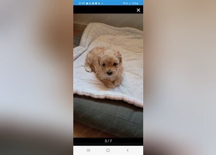 Maltipoo Welpen noch eine Hündin!